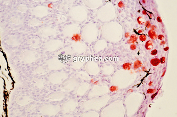 Peau de poisson x100 - gryphea.org